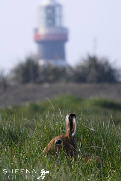 Hare of the Old Head.jpg - Hare,  Old Head of kinsale, I found this hare resting in the long grass on the golf links. 
